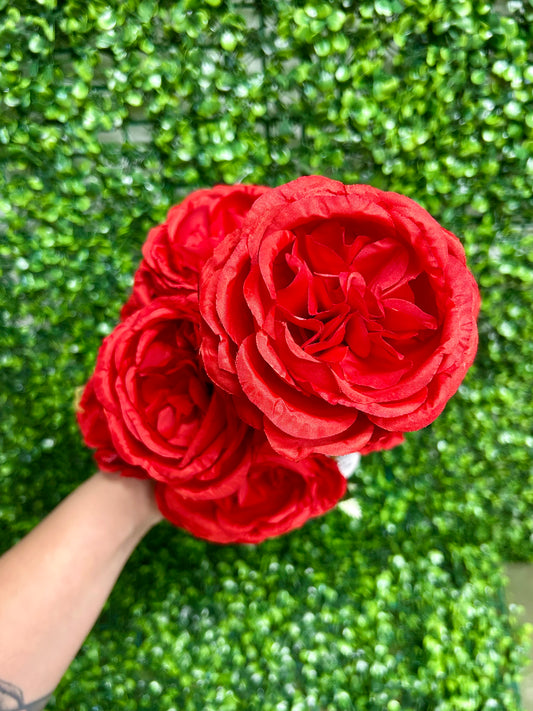 24 Inch Red English Rose Bush