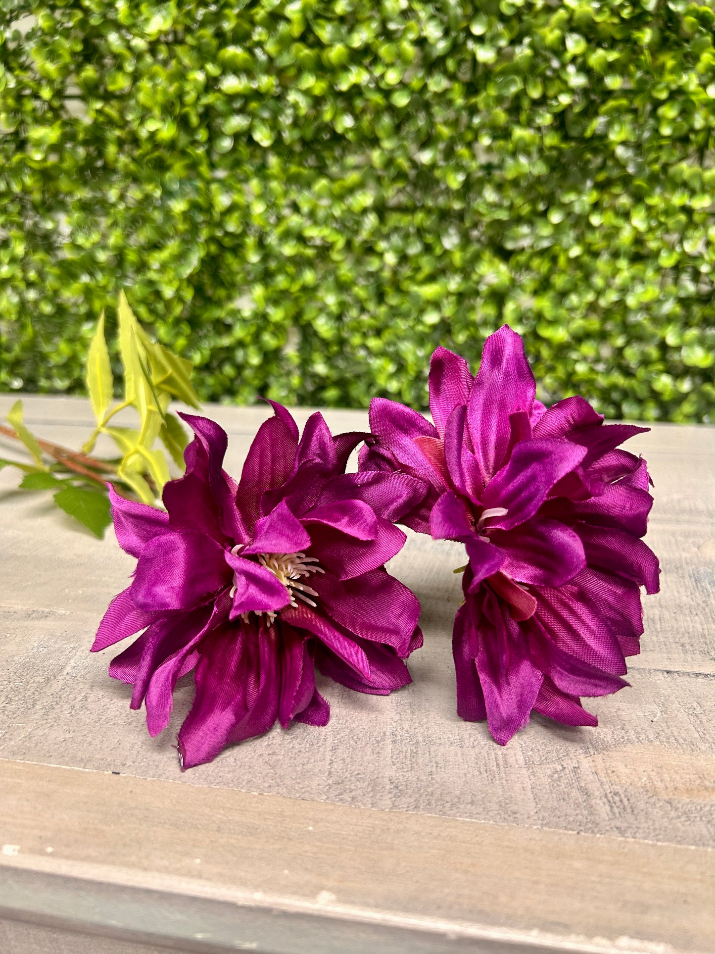27 Inch Purple Star Dahlia Stem