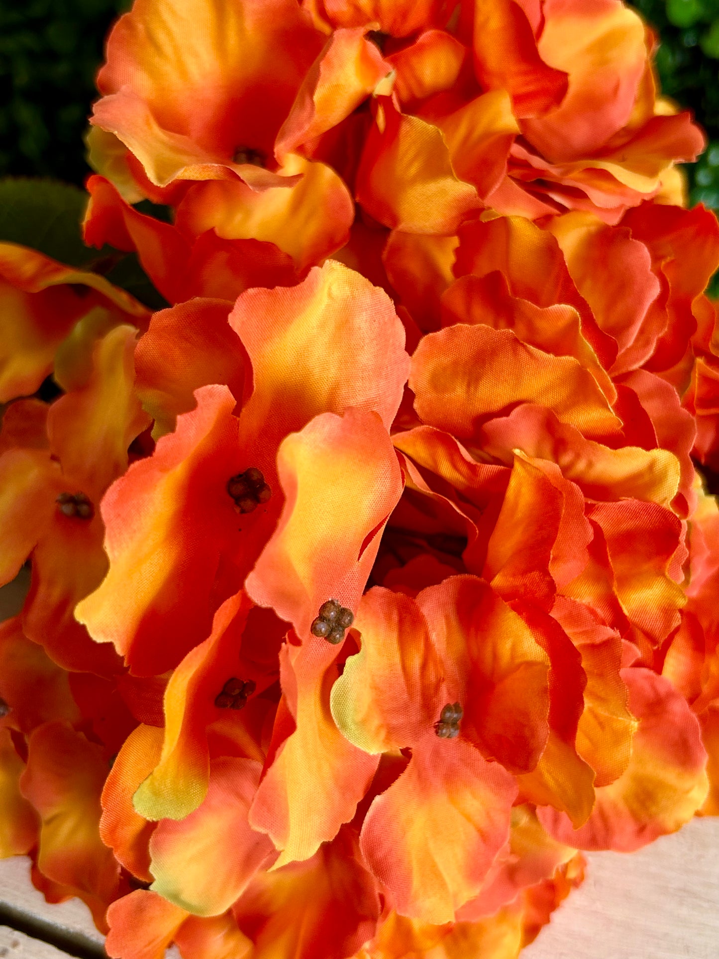 18 Inch Autumn Meadows Hydrangea Bush