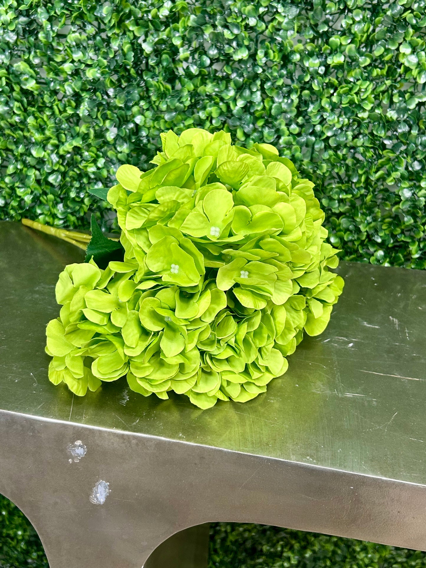 17 Inch Lime English Garden Hydrangea Bush