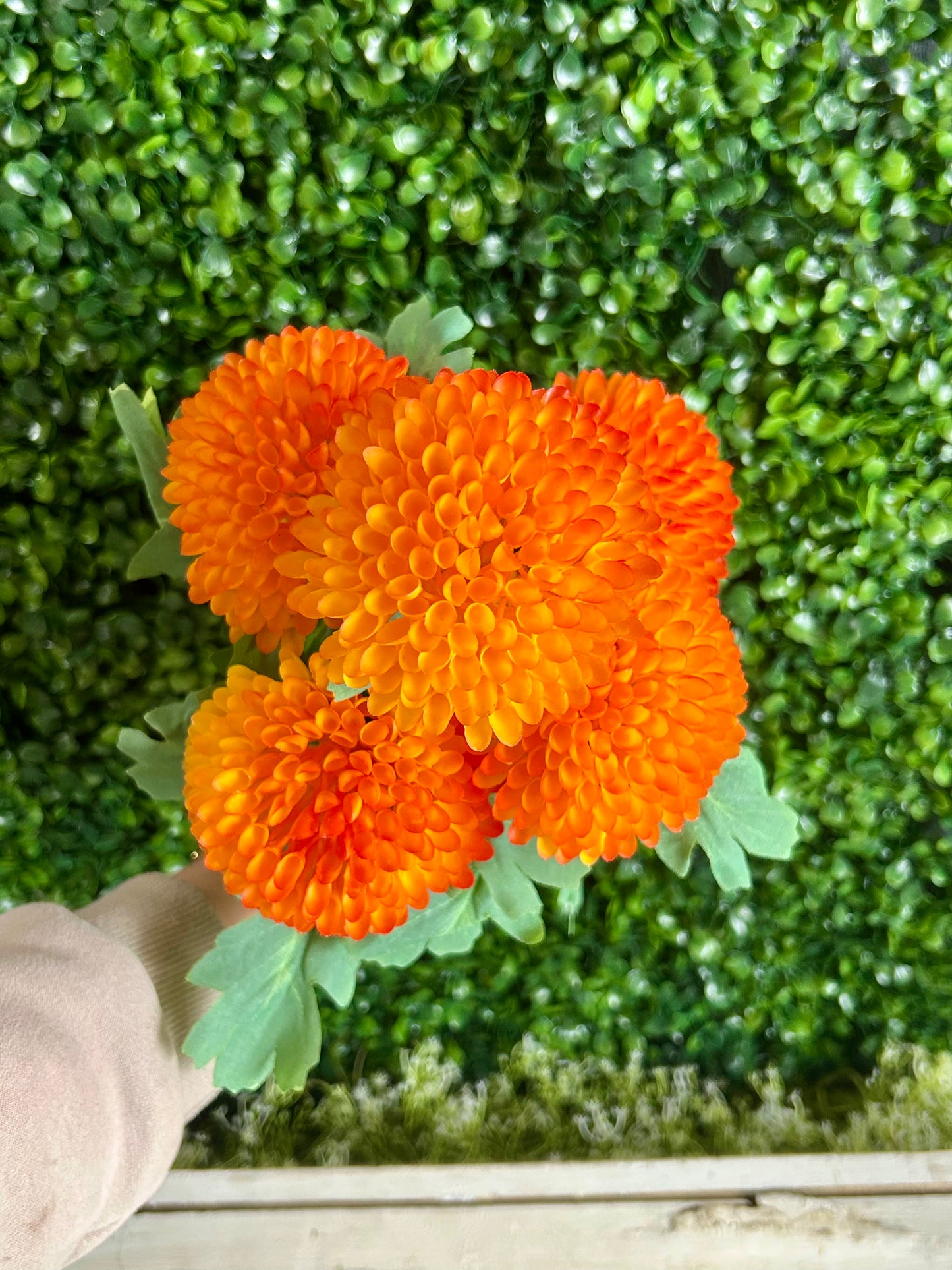 17 Inch Orange Dahlia Bush