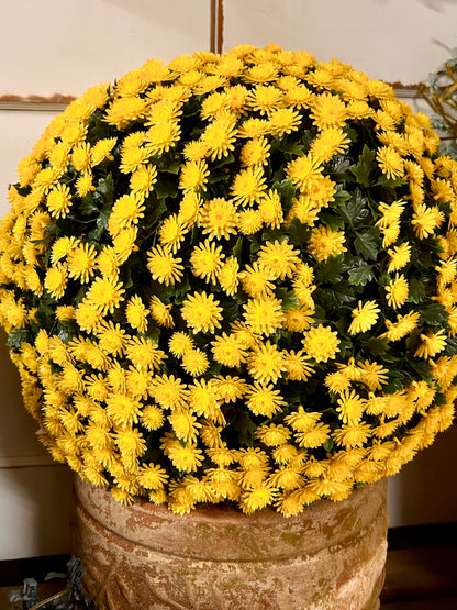20 Inch Yellow Mum Topiary Ball