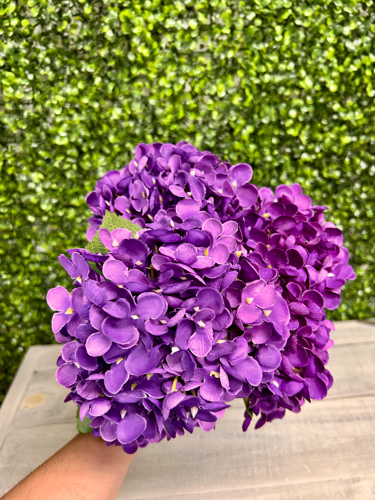 18 Inch Purple Hydrangea Bush