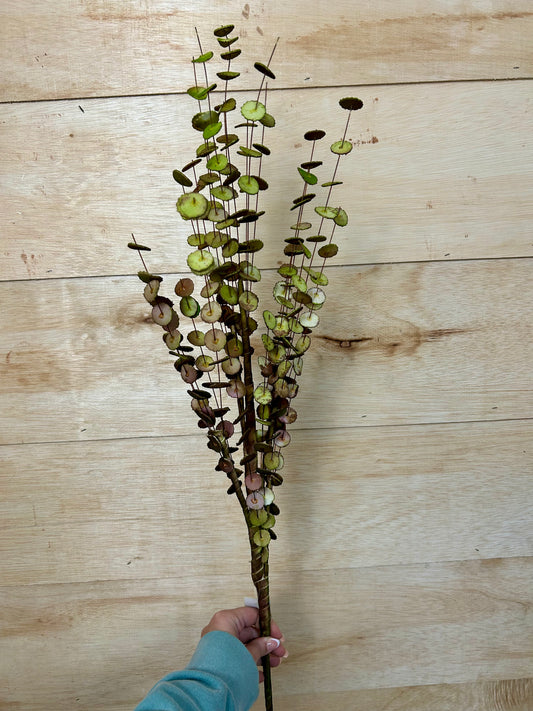 34 Inch Green And Brown Eva Faux Eucalyptus Spray