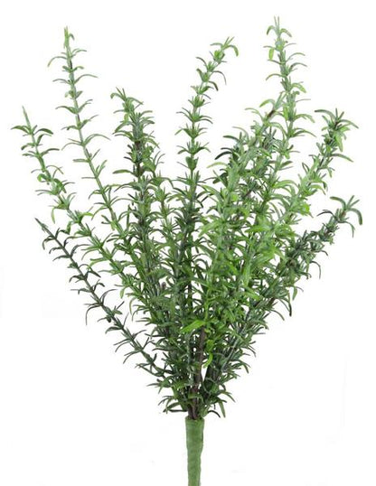 15 Inch Rosemary Bush