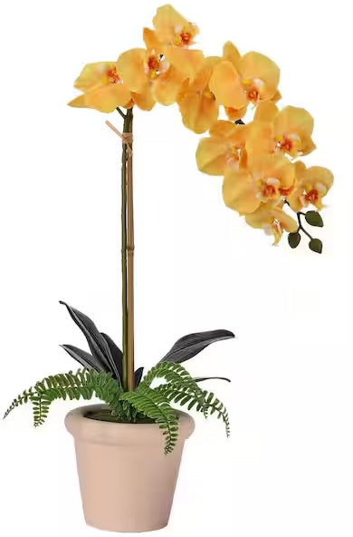 22 Inch Phalaenopsis And Fern In Terracotta Pot