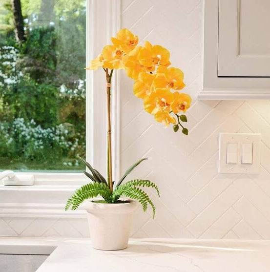 22 Inch Phalaenopsis And Fern In Terracotta Pot
