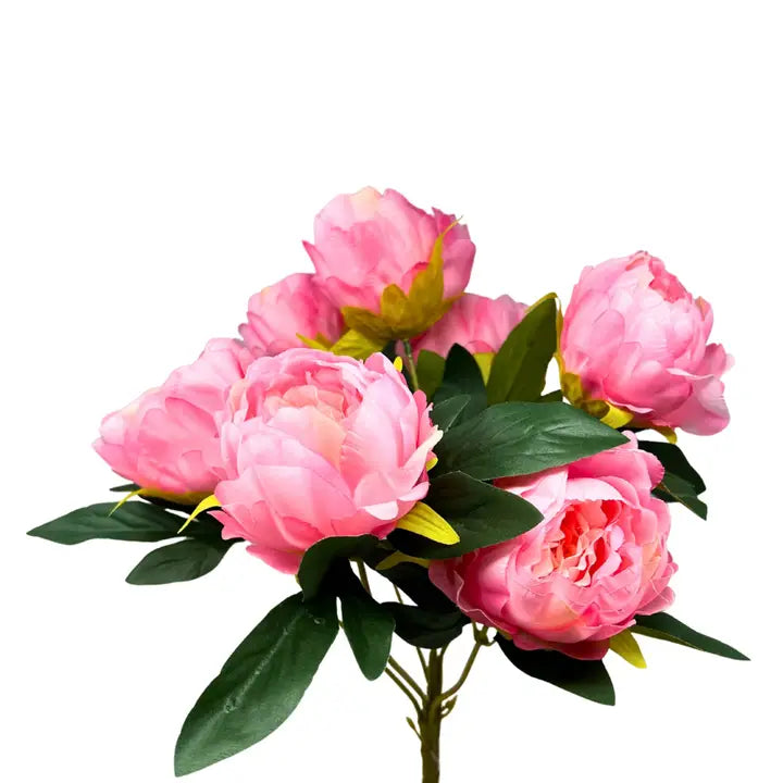 17 Inch Hot Pink Garden Peony Bush