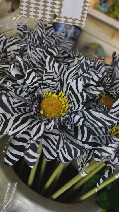 6 Inch Black White Zebra Striped Gerbera Daisy