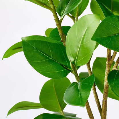 Threshold Banyan Potted Tree