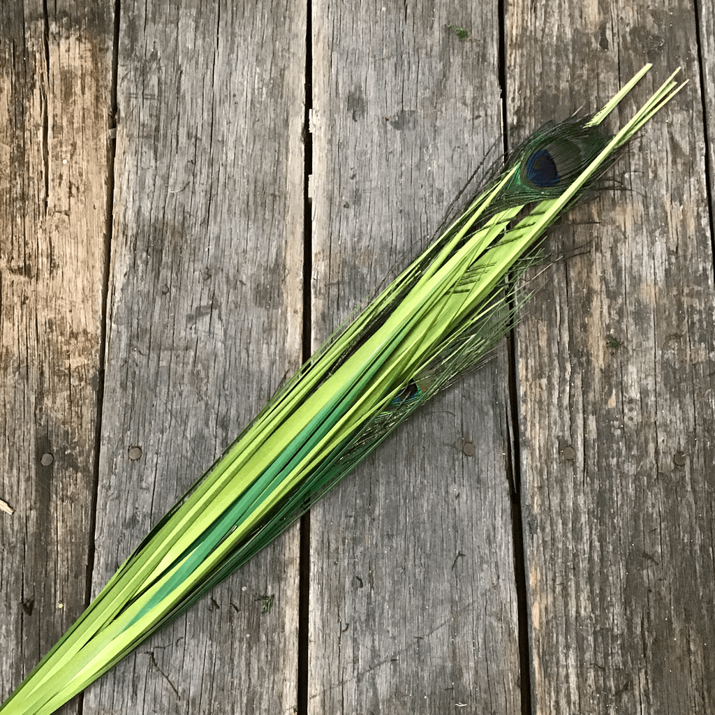 32" Onion Grass With Peacock Feather Spray