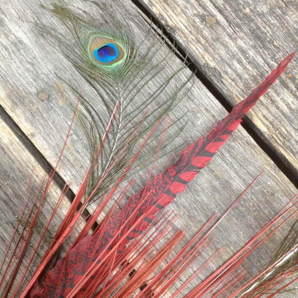Peacock Feather Onion Grass